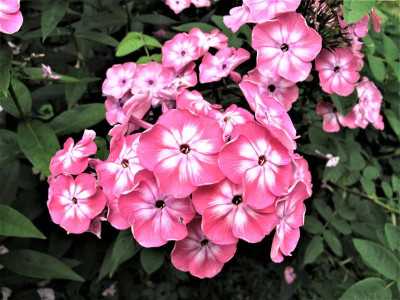 phloxetz1.img.JPG
