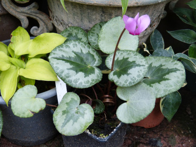 2018-09-13 Cyclamen purpurascens 1.jpg