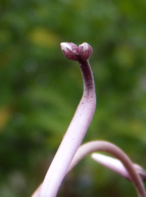 2018-09-13 Cyclamen hederifolium.jpg