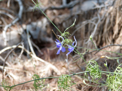 2018-09-10 Kroatien Rittersporn.jpg