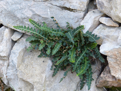 2018-09-08 Kroatien Farn.jpg