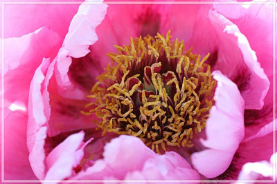 Paeonia_suffruticosa_Rou_Fu_Rong.jpg