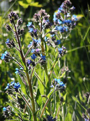 anchusa_azurea_Beginn.jpg