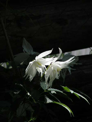 c.faurei.albina.plena-0012.jpg