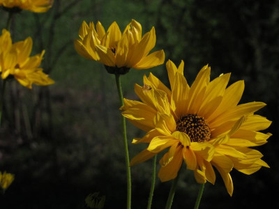 helianthus17.img.JPG