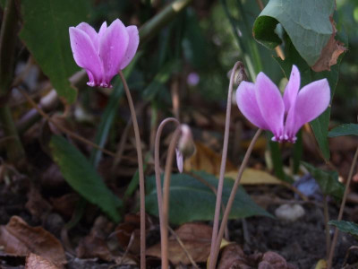 DSCF5566.JPG