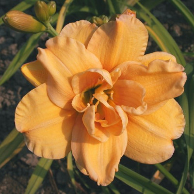 GT03-KLG3_Francis_Joiner_X_Mount_Helena003.jpg