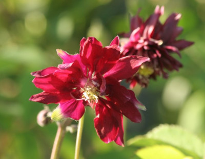 aquilegia_nora_barlow_verschnitt_5046.jpg