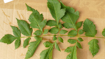 blatt-02.jpg