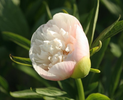 paeonia_officinalis_alba_5047.jpg