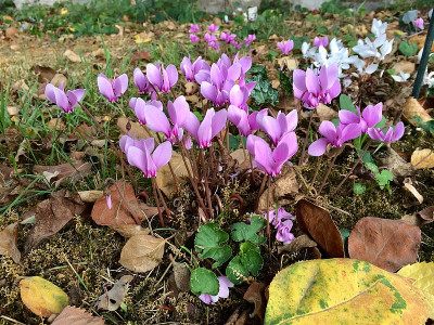2018 09 15 Cyclamen.jpg