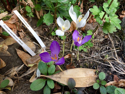 Crocus banaticus.jpg