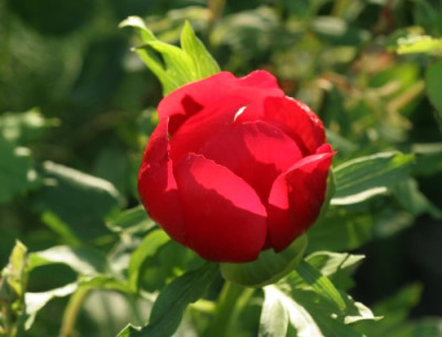 paeonia_peregrina_5048.jpg