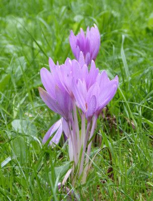 2018-09-14 Colchicum 1.jpg
