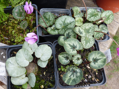 2018-09-15 Cyclamen 1.jpg