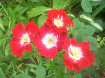´31Rosa Lady Eye.JPG