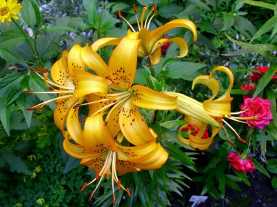 23d Lilium `Leuchtende Sonne´.JPG