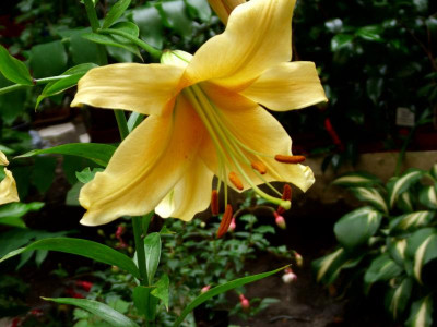 23b Lilium `Gelbona.JPG