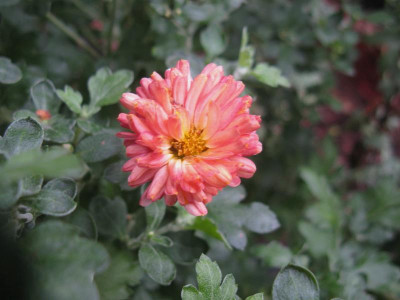 Herbstbrokat Sept 16.JPG