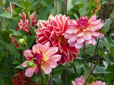 2018-09-14 Dahlien.jpg