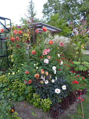 2018-09-16 Dahlien 1.jpg