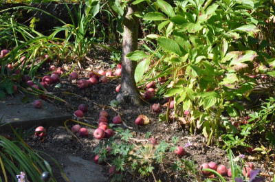 Malus-Maypole.18-6.jpg