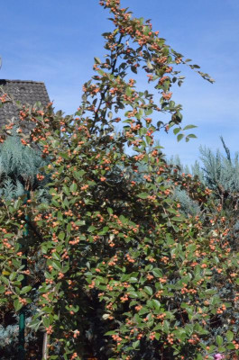 Cotoneaster_francheqttii.18-3.jpg