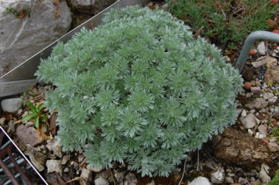 Zwerg-Wermut_Blech_RH_2520_85.jpg