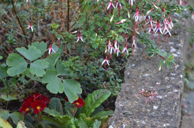 Fuchsia_magellanica.arauco.18-2.jpg
