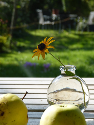 2018-09-16 Gartenimpressionen 0.jpg