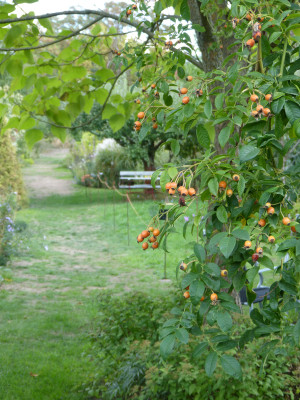 2018-09-16 Gartenimpressionen 3.jpg