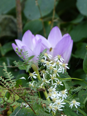 2018-09-16 Gartenimpressionen 4.jpg
