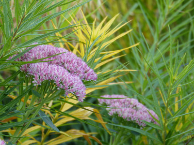 2018-09-16 Gartenimpressionen 7.jpg