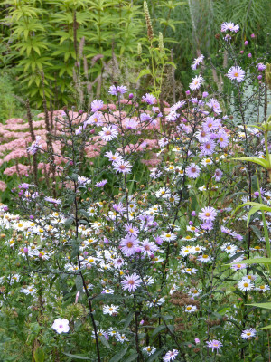 2018-09-16 Gartenimpressionen 9.jpg