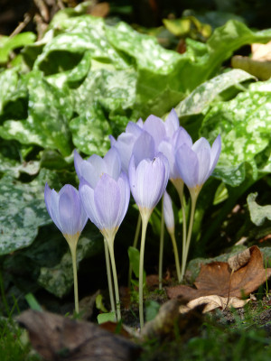 2018-09-16 Crocus kotschyanus.jpg