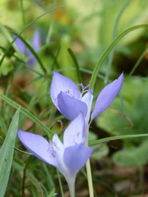 2018-09-16 Crocus banaticus.jpg
