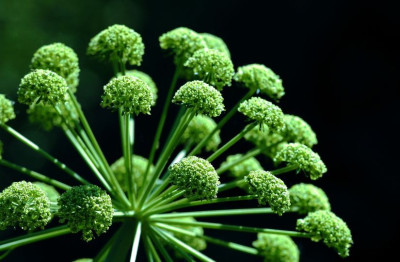 Angelica_1_01-05-2007.jpg