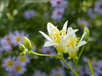 2018-09-16 Tricyrtis hirta 'Alba'.jpg