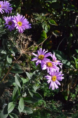 Aster_amellus-Sonia.18-2.jpg