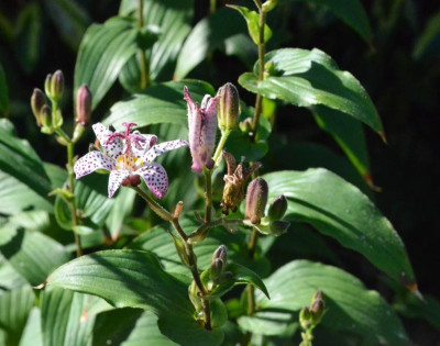 Tricyrtis_formosana.18-2.jpg