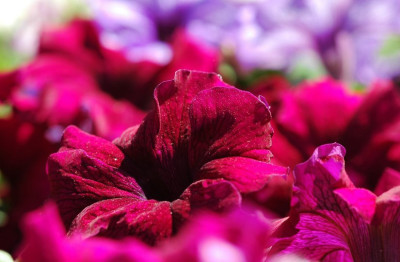 Petunia_1_01-05-2007.jpg
