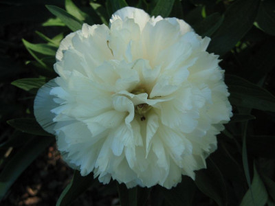 Paeonia_alba_20070428.jpg