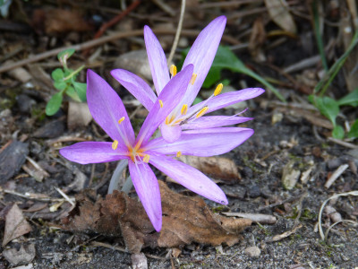 2018-09-14 Colchicum 2.jpg