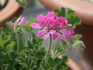 Pink_Capitatum_07-02.jpg