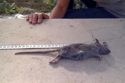 Ratte?.jpg