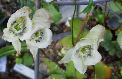 Aconitum ...  16.9.18 002.jpg