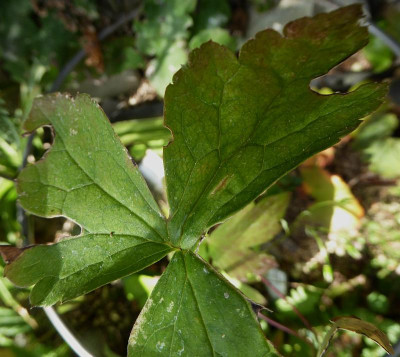 Aconitum Blatt ...  15.9.18.  022.jpg