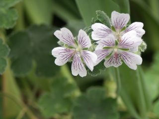 renardii_Blute_07-01.jpg