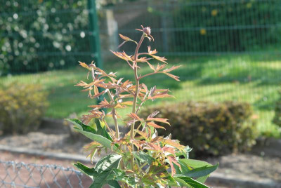 DSC_5630.JPG