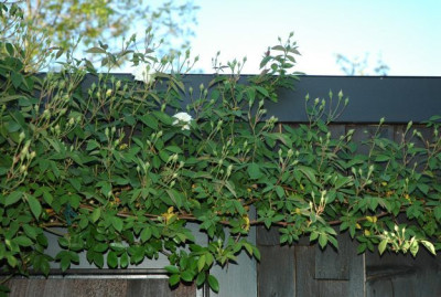 Rosa_Alistair_Stella_Gray_1_02-05-2007.jpg